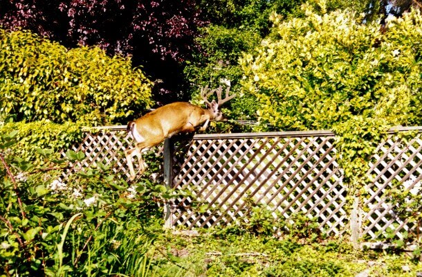 Deer-Fencing-in-Vacaville-CA