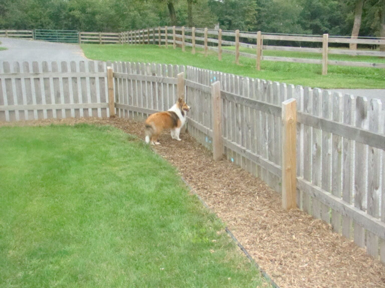 Benefits of Creating Dog-Friendly Backyard With Fencing