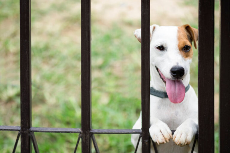 The Role of Fencing in Pet Safety